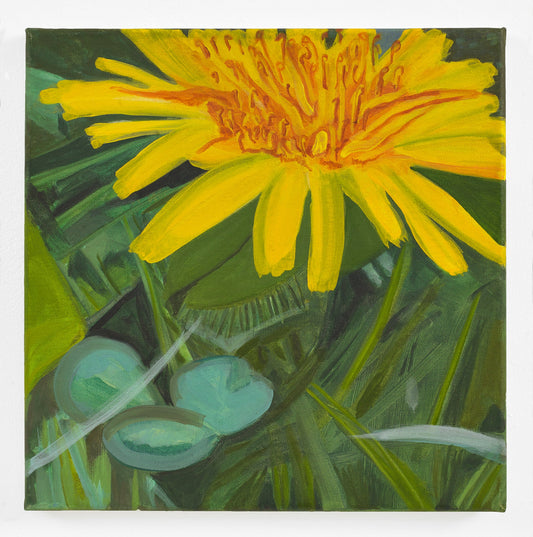 Dandelion iv